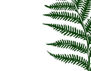 Green palm leaves against a light grey background.
